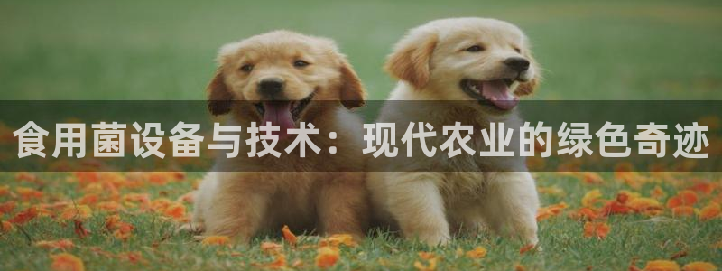 九游会是不是黑网